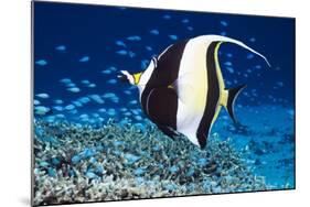 Moorish Idol-Georgette Douwma-Mounted Photographic Print