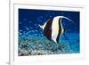 Moorish Idol-Georgette Douwma-Framed Photographic Print