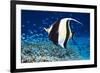 Moorish Idol-Georgette Douwma-Framed Photographic Print