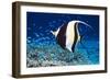 Moorish Idol-Georgette Douwma-Framed Photographic Print