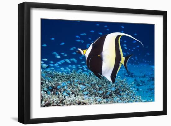 Moorish Idol-Georgette Douwma-Framed Photographic Print