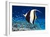 Moorish Idol-Georgette Douwma-Framed Photographic Print