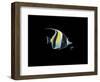 Moorish Idol-Durwood Coffey-Framed Premium Giclee Print