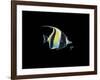 Moorish Idol-Durwood Coffey-Framed Giclee Print