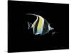 Moorish Idol-Durwood Coffey-Stretched Canvas