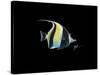 Moorish Idol-Durwood Coffey-Stretched Canvas