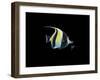 Moorish Idol-Durwood Coffey-Framed Giclee Print