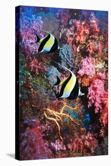 Moorish Idols-Georgette Douwma-Stretched Canvas