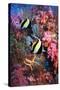 Moorish Idols-Georgette Douwma-Stretched Canvas