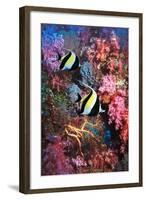 Moorish Idols-Georgette Douwma-Framed Premium Photographic Print