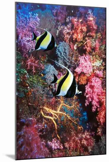 Moorish Idols-Georgette Douwma-Mounted Premium Photographic Print