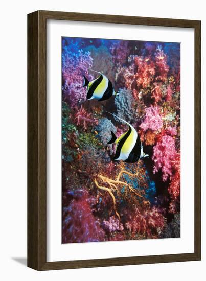 Moorish Idols-Georgette Douwma-Framed Photographic Print