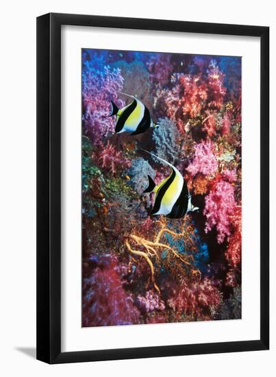 Moorish Idols-Georgette Douwma-Framed Photographic Print