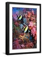 Moorish Idols-Georgette Douwma-Framed Photographic Print