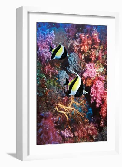 Moorish Idols-Georgette Douwma-Framed Photographic Print