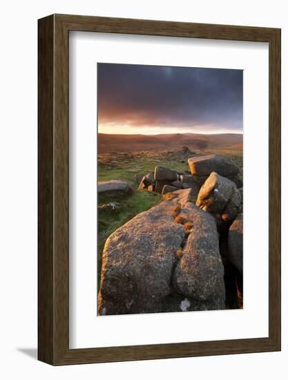 Moorland View at Belstone with Granite Outcrops, Near Okehampton, Dartmoor Np, Devon, England, UK-Ross Hoddinott-Framed Photographic Print