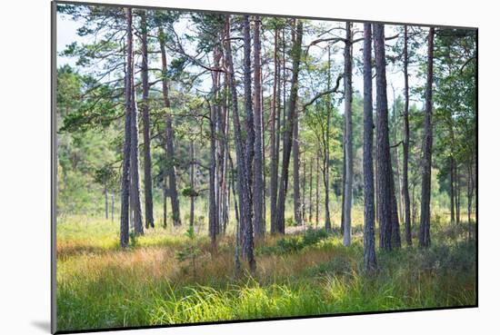 Moorlands, Raised Bog, Gnosjö-Sonja Jordan-Mounted Photographic Print