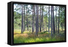 Moorlands, Raised Bog, Gnosjö-Sonja Jordan-Framed Stretched Canvas