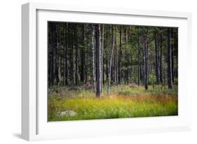 Moorlands, Raised Bog, Gnosjö-Sonja Jordan-Framed Photographic Print