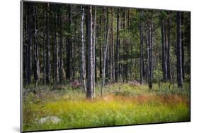 Moorlands, Raised Bog, Gnosjö-Sonja Jordan-Mounted Photographic Print