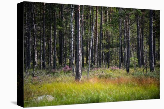 Moorlands, Raised Bog, Gnosjö-Sonja Jordan-Stretched Canvas