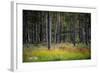 Moorlands, Raised Bog, Gnosjö-Sonja Jordan-Framed Photographic Print