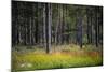 Moorlands, Raised Bog, Gnosjö-Sonja Jordan-Mounted Photographic Print