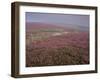 Moors Near Grinton, Yorkshire, England, United Kingdom-Michael Busselle-Framed Photographic Print