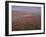 Moors Near Grinton, Yorkshire, England, United Kingdom-Michael Busselle-Framed Photographic Print