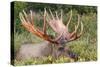 Moose 5-7 Year Old Male-null-Stretched Canvas