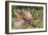 Moose 5-7 Year Old Male-null-Framed Photographic Print