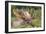 Moose 5-7 Year Old Male-null-Framed Photographic Print