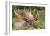 Moose 5-7 Year Old Male-null-Framed Photographic Print