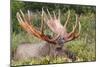 Moose 5-7 Year Old Male-null-Mounted Photographic Print