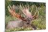 Moose 5-7 Year Old Male-null-Mounted Photographic Print