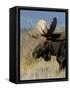 Moose (Alces Alces) Bull, Grand Teton National Park, Wyoming, USA-Rolf Nussbaumer-Framed Stretched Canvas