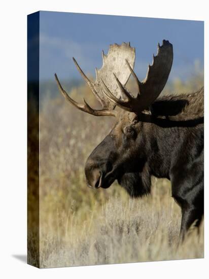 Moose (Alces Alces) Bull, Grand Teton National Park, Wyoming, USA-Rolf Nussbaumer-Stretched Canvas