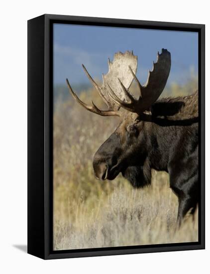 Moose (Alces Alces) Bull, Grand Teton National Park, Wyoming, USA-Rolf Nussbaumer-Framed Stretched Canvas