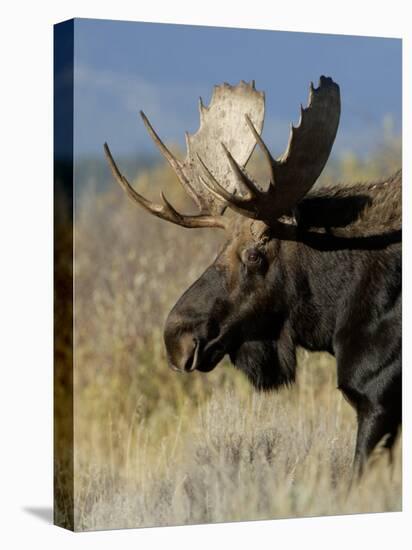 Moose (Alces Alces) Bull, Grand Teton National Park, Wyoming, USA-Rolf Nussbaumer-Stretched Canvas
