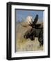 Moose (Alces Alces) Bull, Grand Teton National Park, Wyoming, USA-Rolf Nussbaumer-Framed Premium Photographic Print