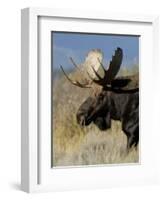 Moose (Alces Alces) Bull, Grand Teton National Park, Wyoming, USA-Rolf Nussbaumer-Framed Premium Photographic Print