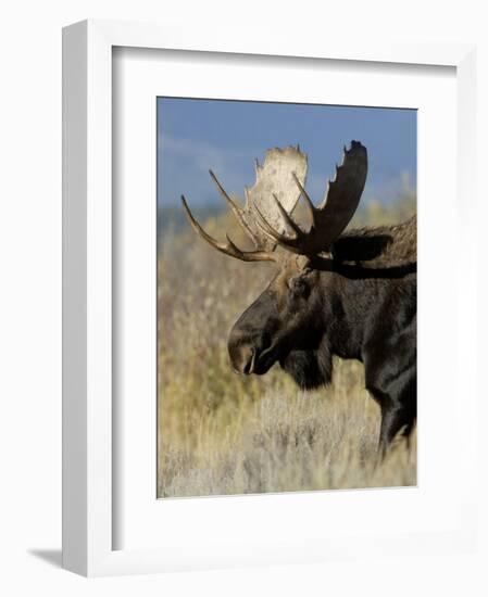 Moose (Alces Alces) Bull, Grand Teton National Park, Wyoming, USA-Rolf Nussbaumer-Framed Premium Photographic Print