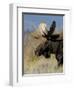 Moose (Alces Alces) Bull, Grand Teton National Park, Wyoming, USA-Rolf Nussbaumer-Framed Premium Photographic Print