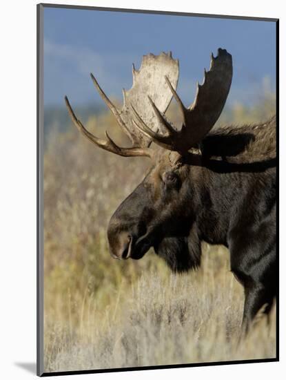 Moose (Alces Alces) Bull, Grand Teton National Park, Wyoming, USA-Rolf Nussbaumer-Mounted Premium Photographic Print