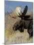 Moose (Alces Alces) Bull, Grand Teton National Park, Wyoming, USA-Rolf Nussbaumer-Mounted Photographic Print