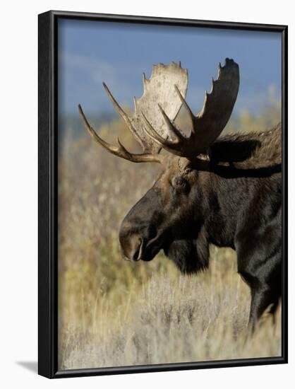 Moose (Alces Alces) Bull, Grand Teton National Park, Wyoming, USA-Rolf Nussbaumer-Framed Photographic Print