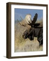 Moose (Alces Alces) Bull, Grand Teton National Park, Wyoming, USA-Rolf Nussbaumer-Framed Photographic Print