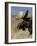 Moose (Alces Alces) Bull, Grand Teton National Park, Wyoming, USA-Rolf Nussbaumer-Framed Photographic Print