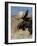 Moose (Alces Alces) Bull, Grand Teton National Park, Wyoming, USA-Rolf Nussbaumer-Framed Photographic Print