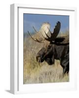 Moose (Alces Alces) Bull, Grand Teton National Park, Wyoming, USA-Rolf Nussbaumer-Framed Photographic Print